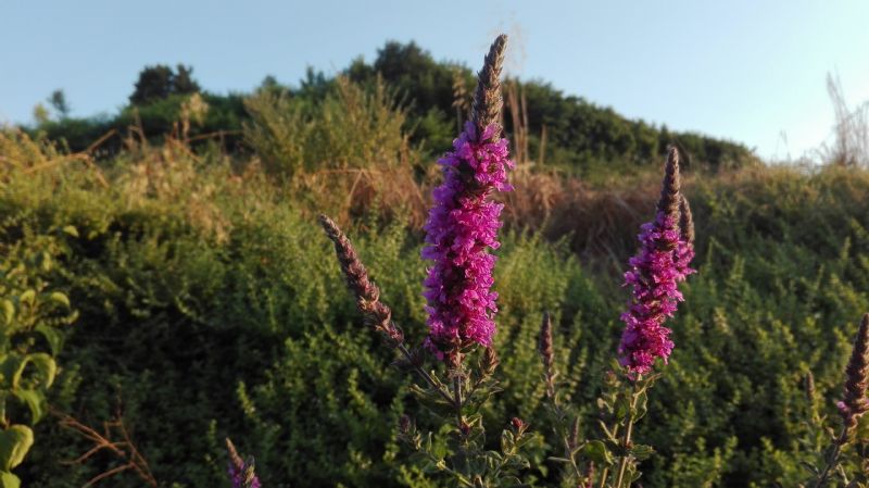 Lytrum salicaria